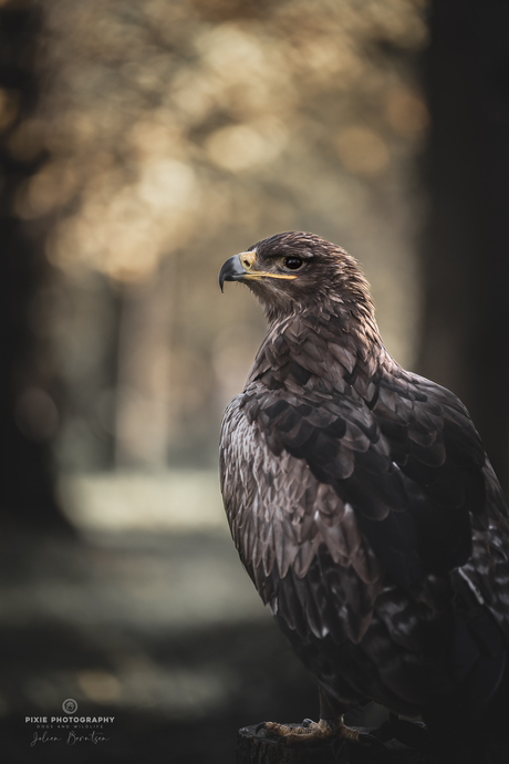 Roofvogels fotograferen in Koarnjum Friesland - Woestijnbuizerd