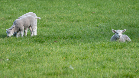 Prachtig in het voorjaar.
