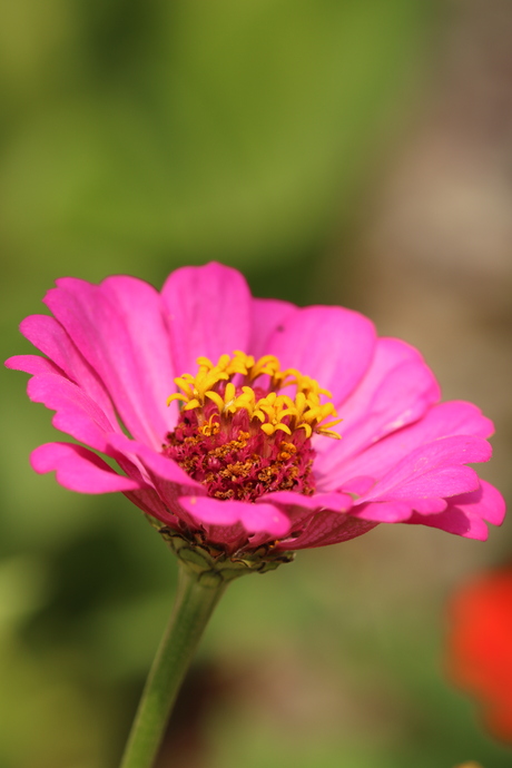 Zinnia