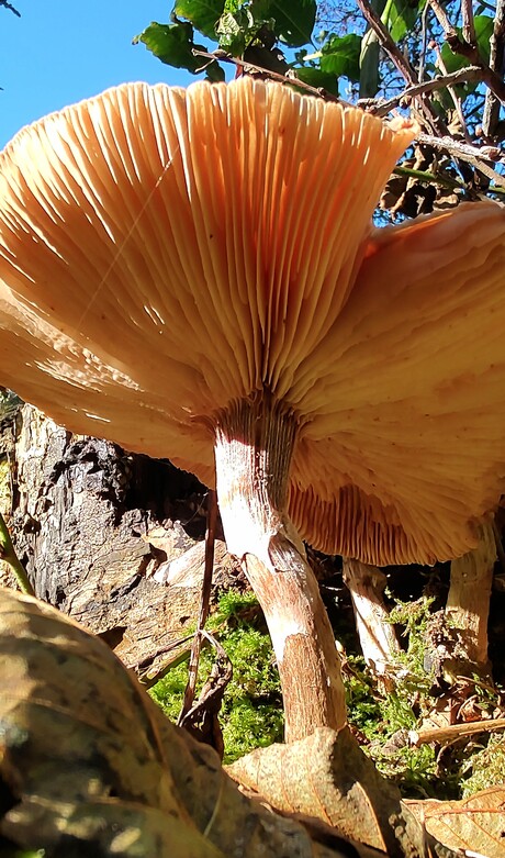 Herfst met lentegevoel