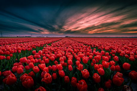 zonsopkomst boven tulpenveld