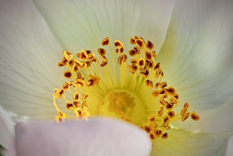 De bloem