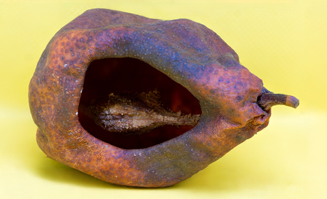 Gemummificeerde peer.