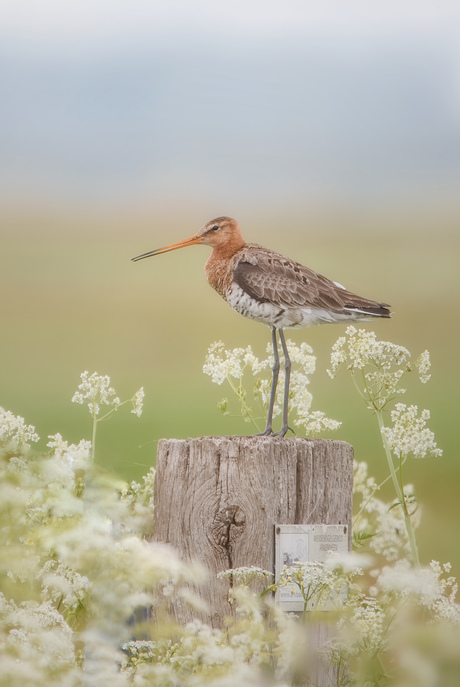 De bloemetjes buiten zetten