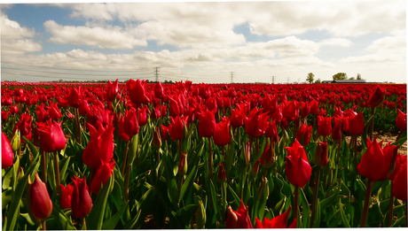 tulpen