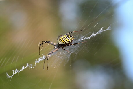 spin in het web