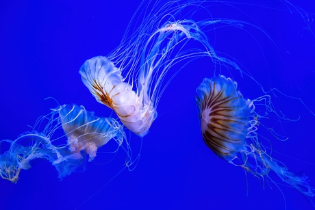 Blue blue electric blue (2)