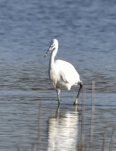 Kleine zilverreiger 