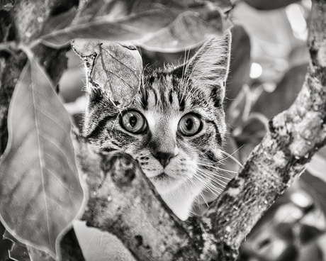 Kat in de boom kijken