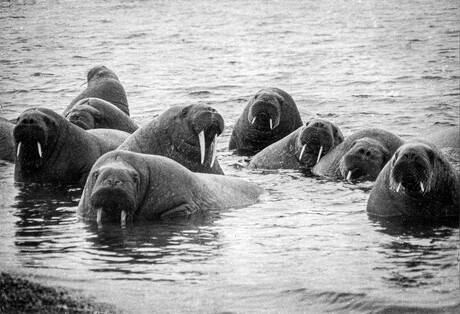 walrussen