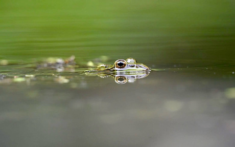 Kikker gekwakel