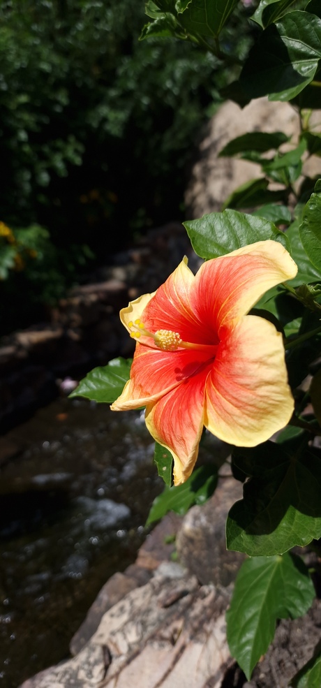 Hibiscus 