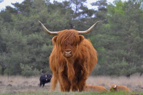 Grazende Schotse hooglander