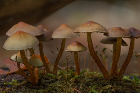 groepje zwavelkopjes