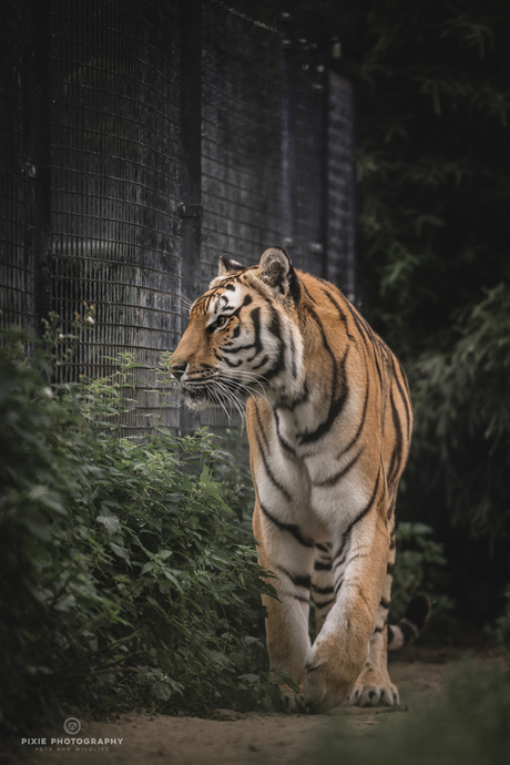 Tijger in Landgoed Hoenderdaell