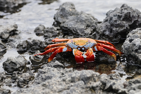 Red crab