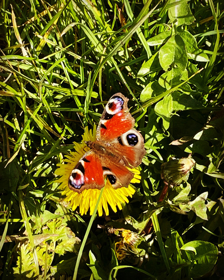vlinders in de velden - mijn dagpauwoog 
