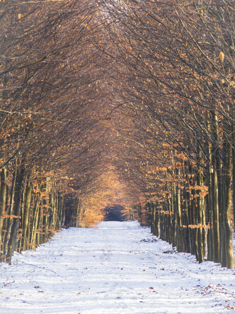 Herstkleuren in de winter