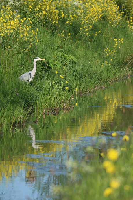 Reiger langs beek