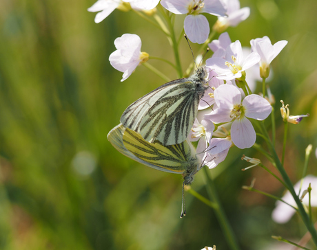 Lente kriebels 