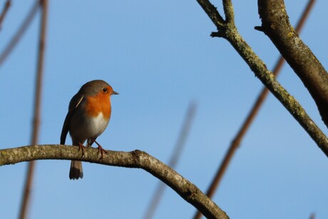 In de blue sky