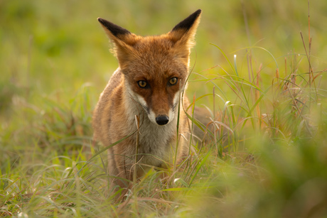 Vos bij de Oostvaardersplassen
