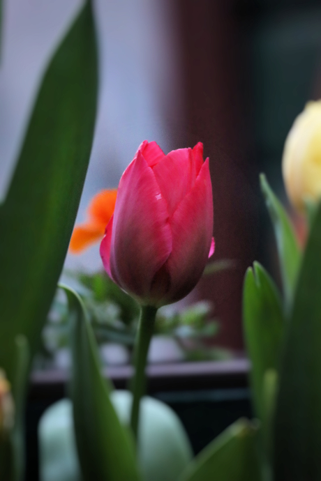 tulp