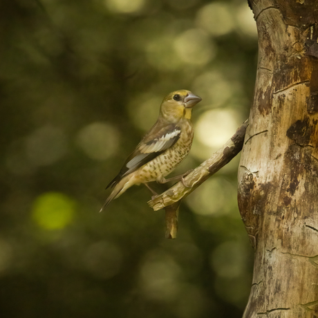 Appelvink 