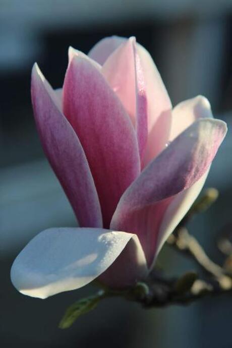 Magnolia