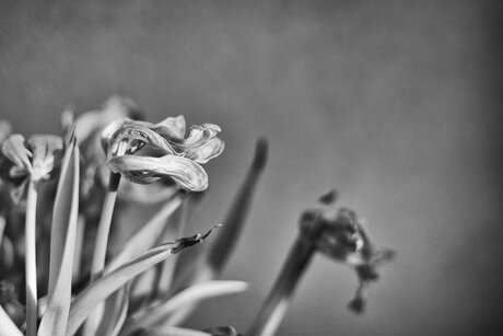 Verwelkte tulp
