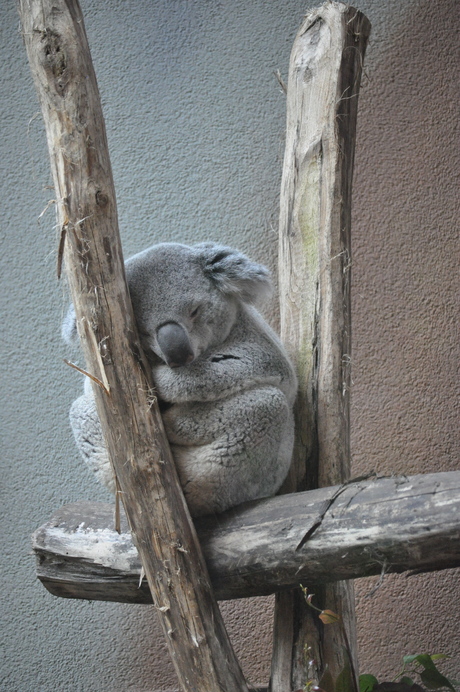 Sleeping