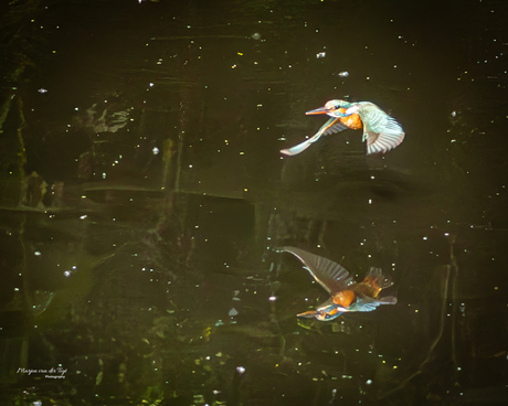 Ijsvogel