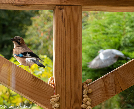 Vlaamse gaai met een overwachte duif