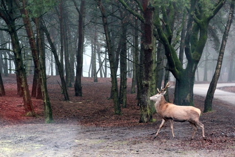 reebok verkent zijn territorium 