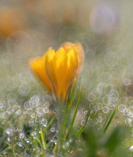 In de dauwdruppels…