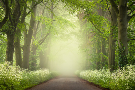 Een weg door het mistige bos in de lente