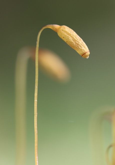 Kleine Japanse penis plant