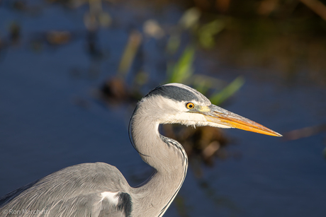 Closeup reiger