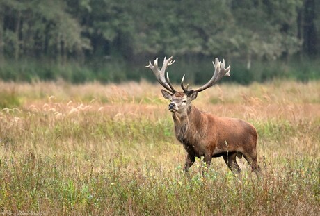 Proud Deer