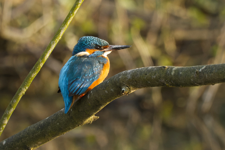 Een ijsvogeltje in al zijn pracht