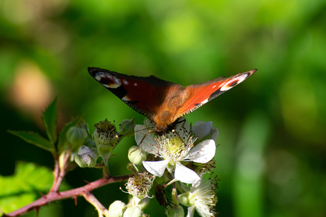 Dagpauwoog op braamstruik