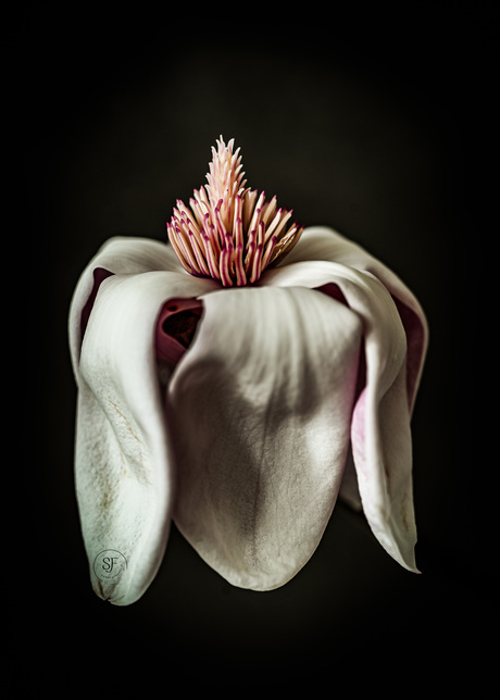 Magnolia