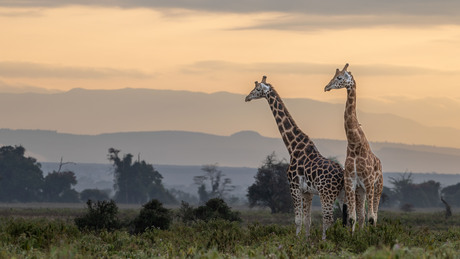 Giraffe´s in de avond