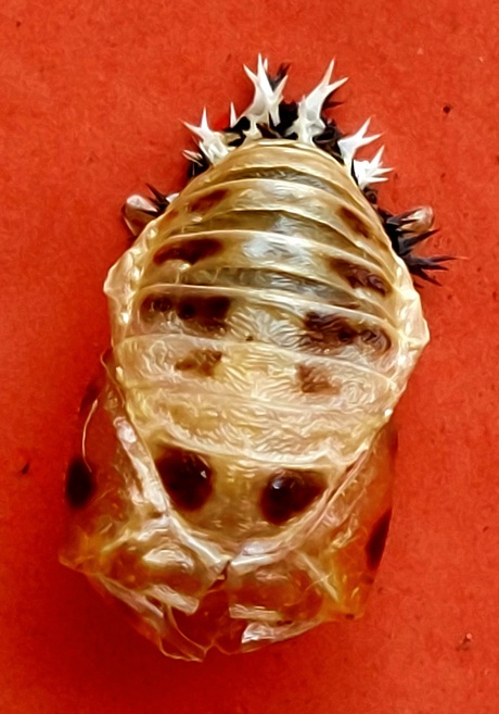 Lieveheersbeestje in wording.