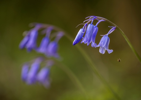 Tussen gewone boshyacinten…