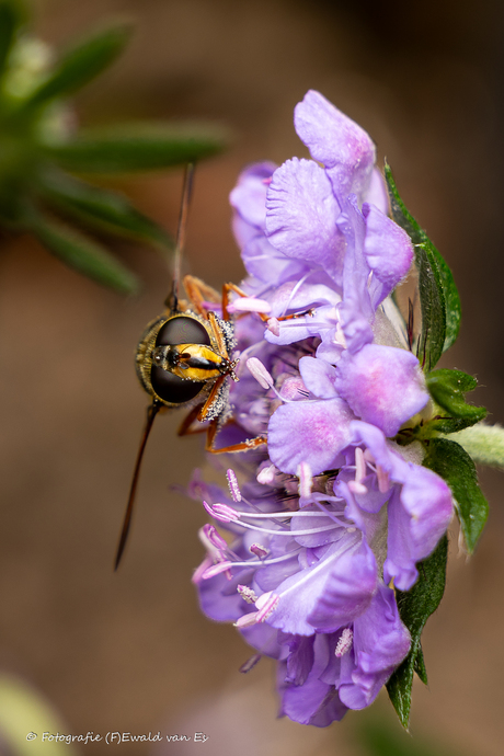 Beestjes in de tuin