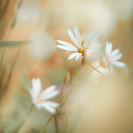 Voorjaarsbloemen 