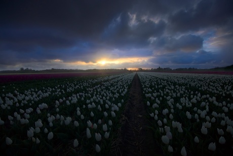 Tulips field in tempest hours