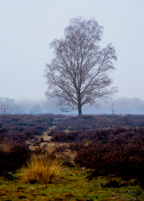 Mistige ochtend in Laag-Wolfheze II