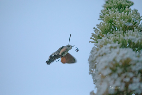 krultong in de lucht (kolibrievlinder)